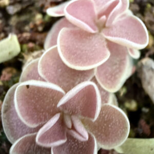 piezas de pinguicula ehlersiae
