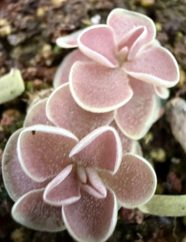 piezas de pinguicula ehlersiae