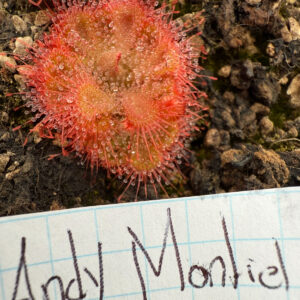 Drosera burmani RED