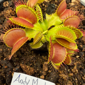 Venus típica en maceta 10 cm