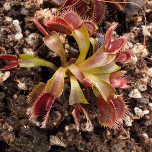 Venus red dragón ch