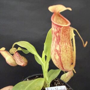 Nepenthes gaya
