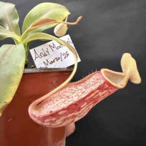 Nepenthes gaya